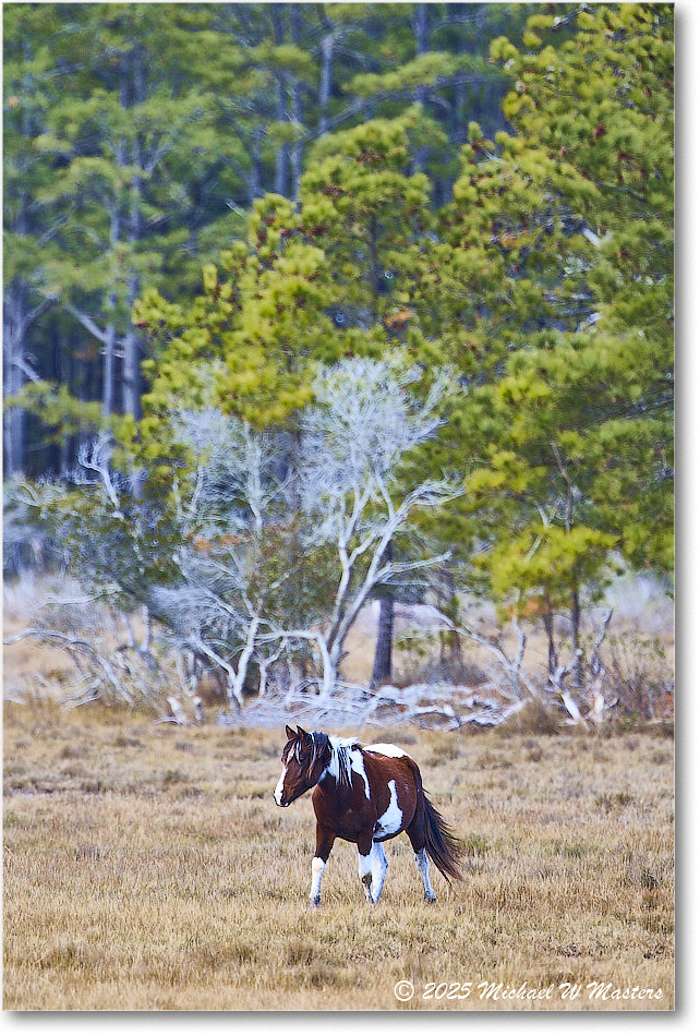 Pony_ChincoNWR_2025Nov_R5C06265