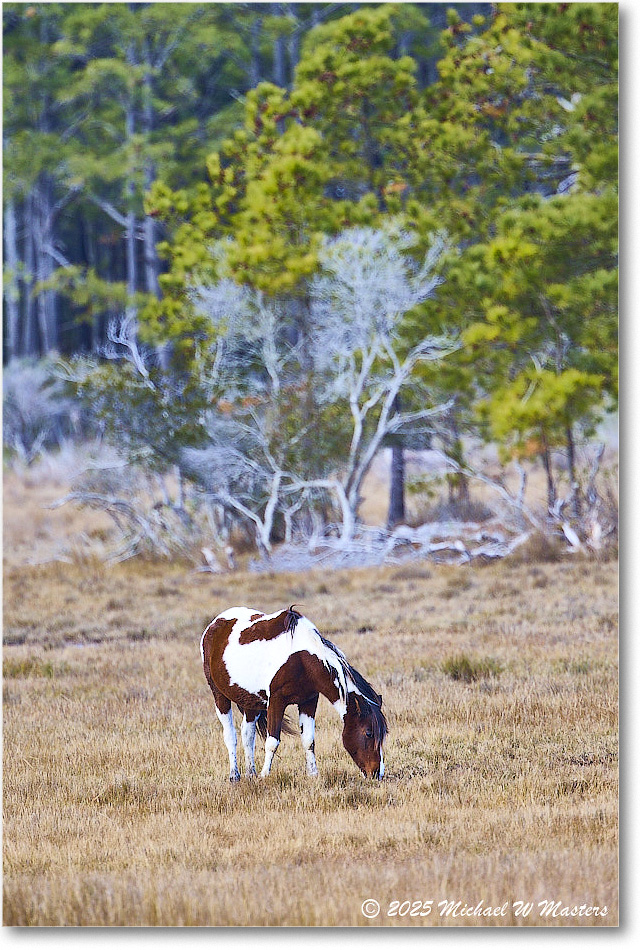 Pony_ChincoNWR_2025Nov_R5C06269