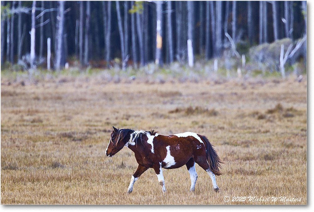 Pony_ChincoNWR_2025Nov_R5C06272