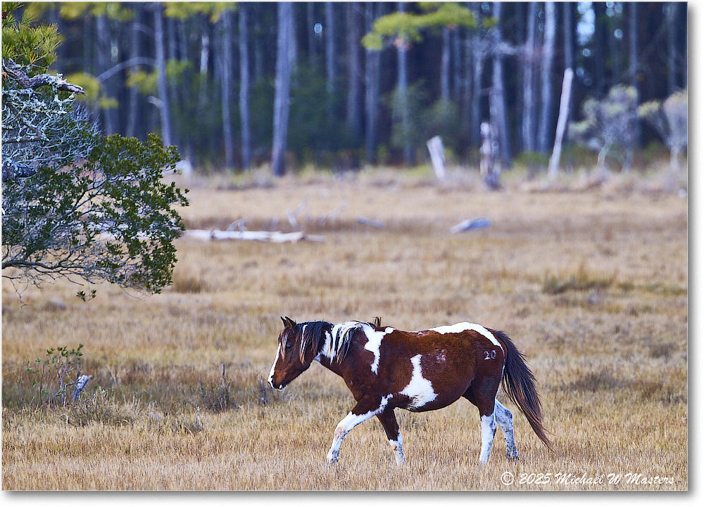 Pony_ChincoNWR_2025Nov_R5C06279