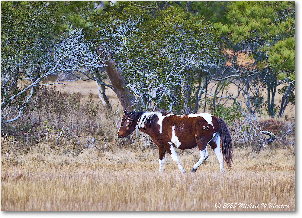 Pony_ChincoNWR_2025Nov_R5C06285