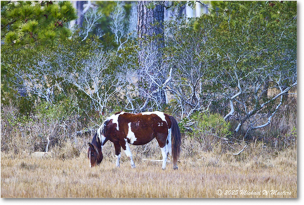 Pony_ChincoNWR_2025Nov_R5C06293