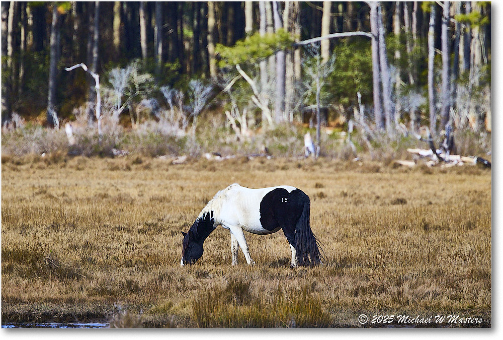 Pony_ChincoNWR_2025Nov_R5C06295