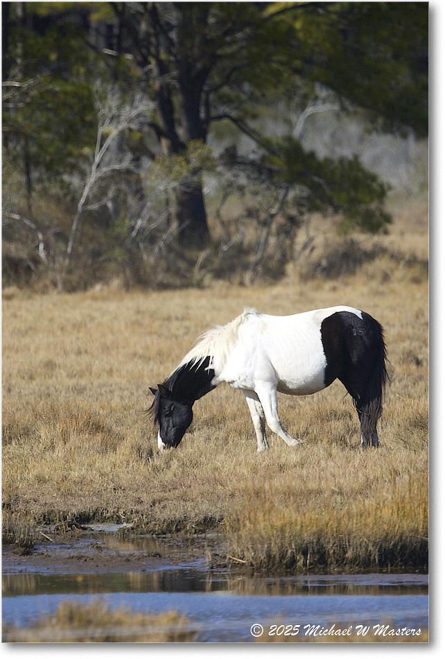 Pony_ChincoNWR_2025Nov_R5C06311