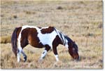 Pony_ChincoNWR_2025Nov_R5C06231