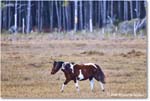 Pony_ChincoNWR_2025Nov_R5C06272