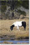 Pony_ChincoNWR_2025Nov_R5C06311
