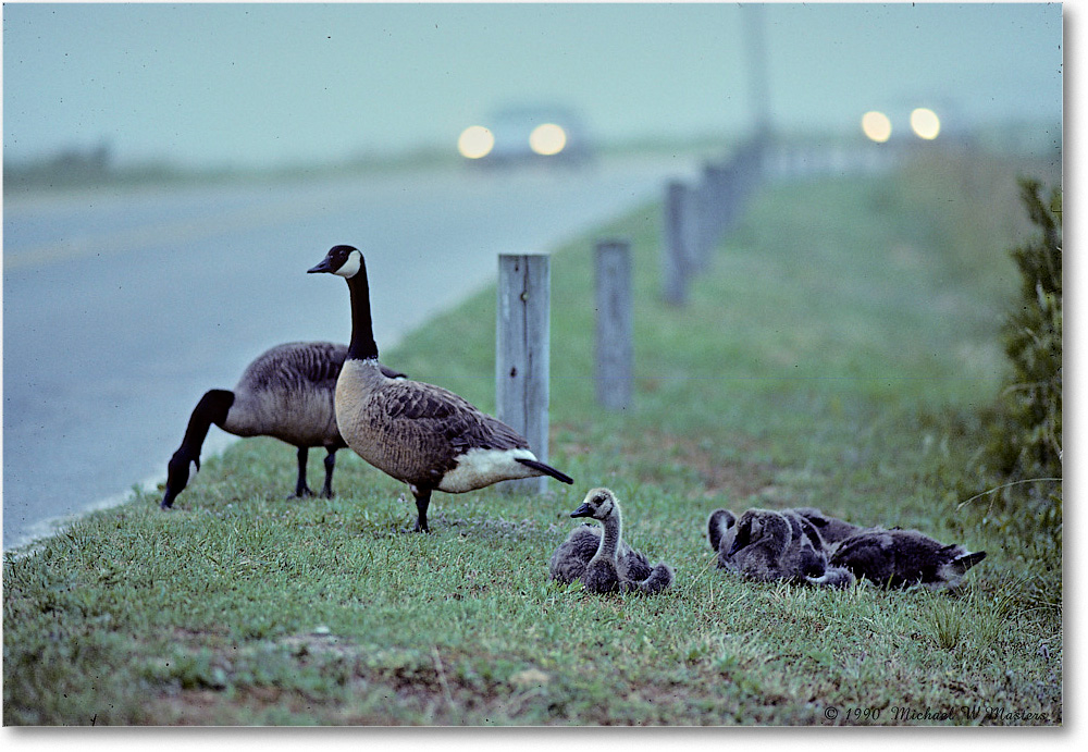 1990Jun-CanadaGooseFamily_ChincoNWR_Kr05