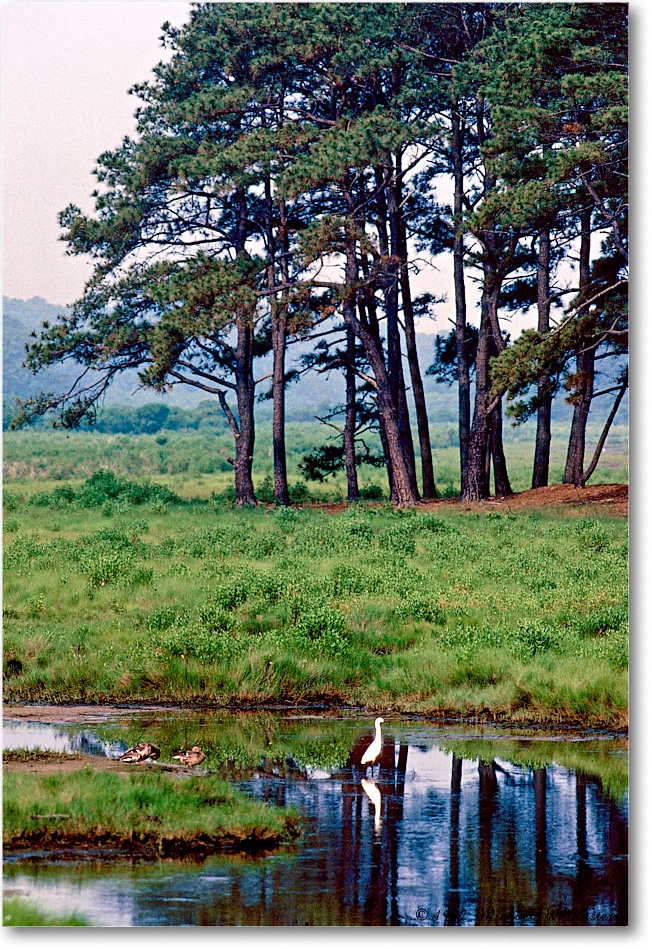 1992Jun-Pines_ChincoNWR_KC04