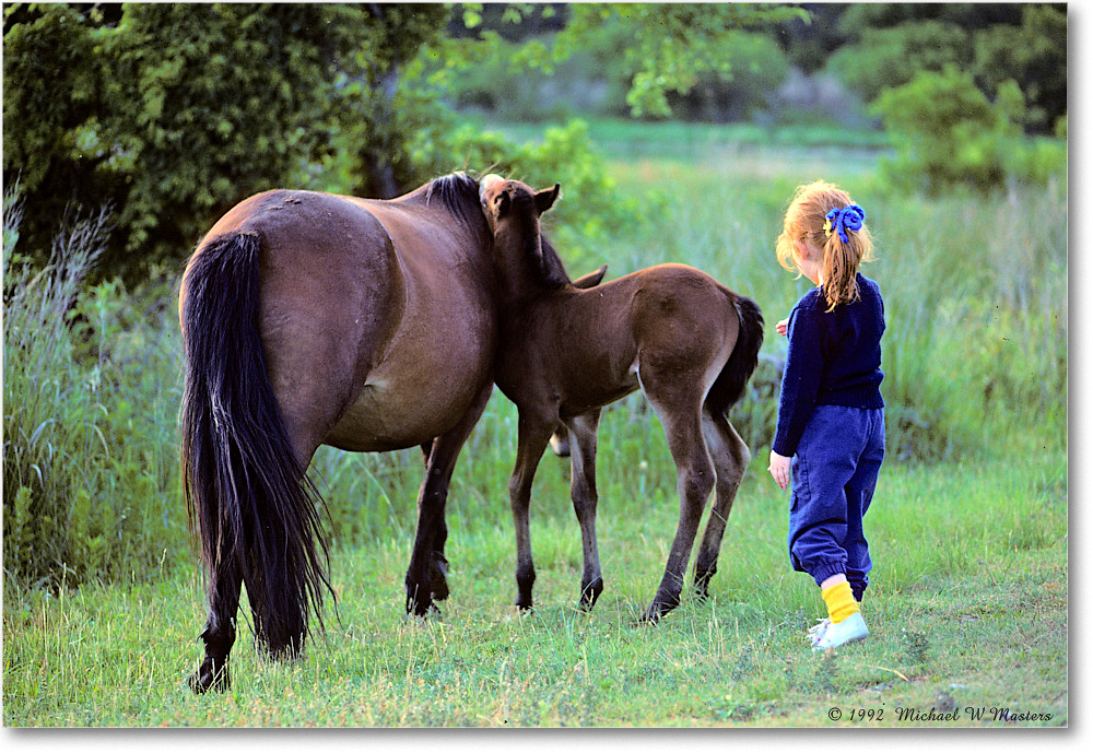 1992Jun-PonyFoalFriend_ChincoNWR_K26