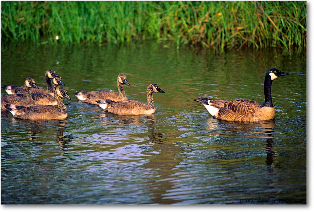 1997Jun_CanadaGeeseFamily_ChincoNWR_F32