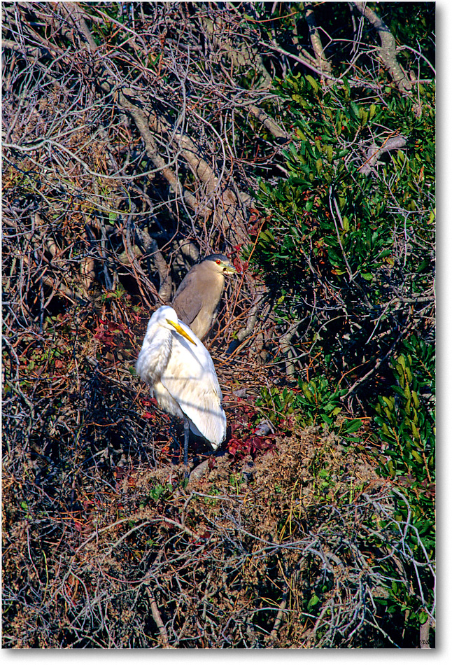 1997Oct-GreatEgret&BCNH_ChincoNWR_F29