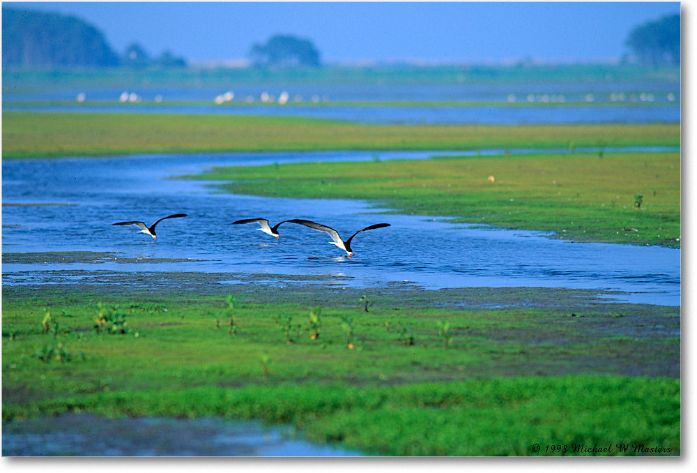 1998Jun-BlackNeckSkimmers_ChincoNWR_E29