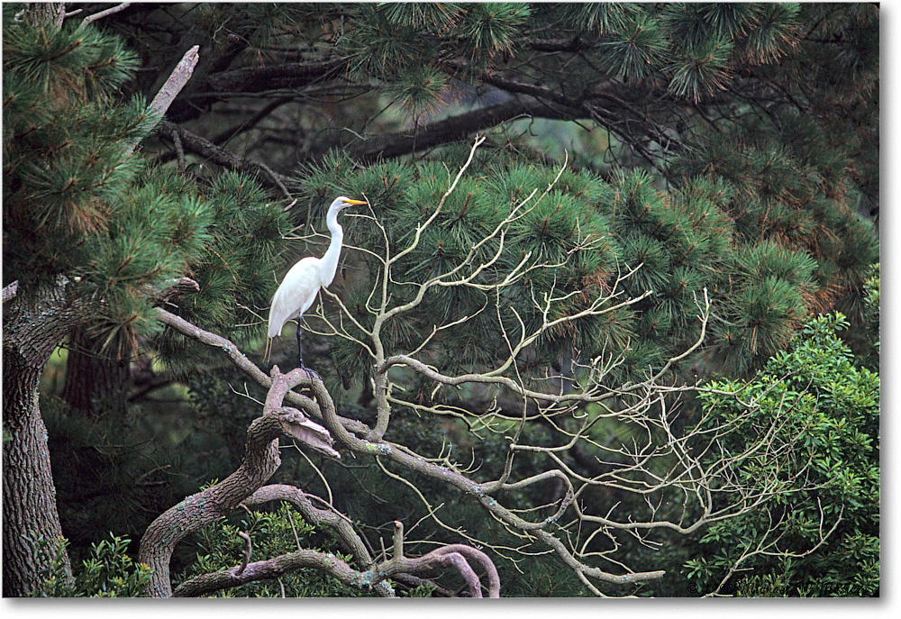 1998Jun-GreatEgret_ChincoNWR_E13