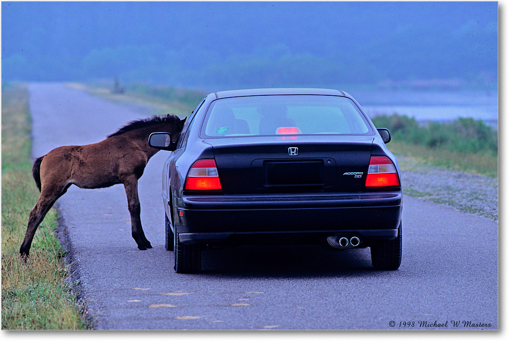 1998Jun-Pony&Car_ChincoNWR_F08