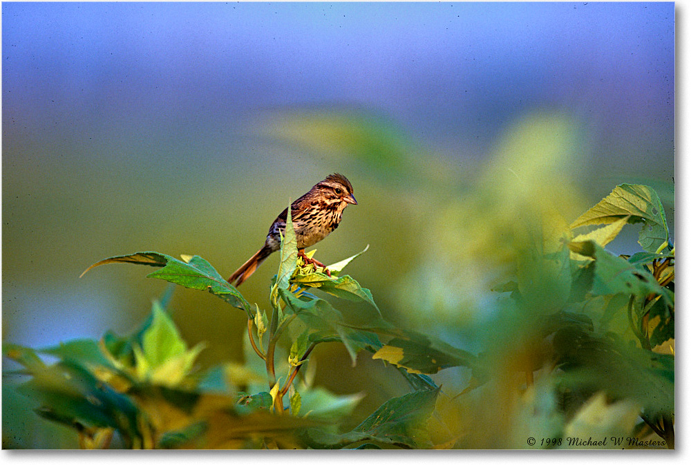 1998Jun-SongSparrow_ChincoNWR_F35