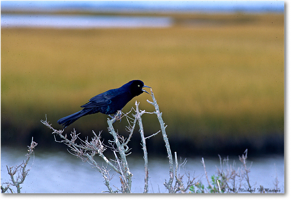 1998Oct-GrackleBoatTail_ChincoNWR_F23