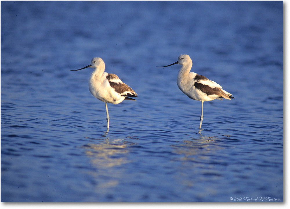 1998Oct_Avocets_ChincoNWR_Fuji_04