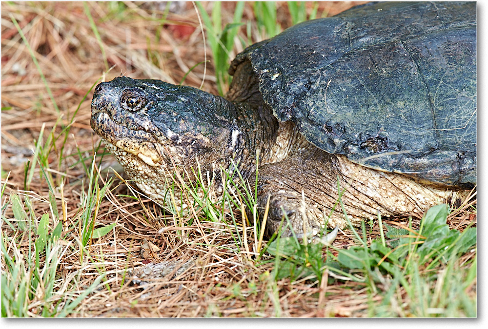 1998Oct_SnappingTurtle_ChincoNWR_x2DXA6516