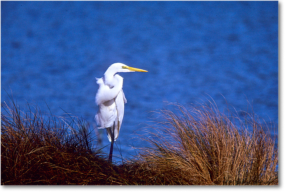 1999Oct-GreatEgret_ChincoNWR_E13