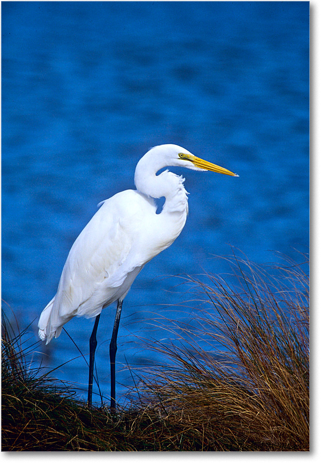 1999Oct_GreatEgret_ChincoNWR_E13b