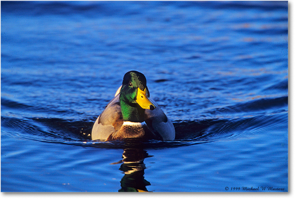 1999Oct_MallardMale_ChincoNWR_E21