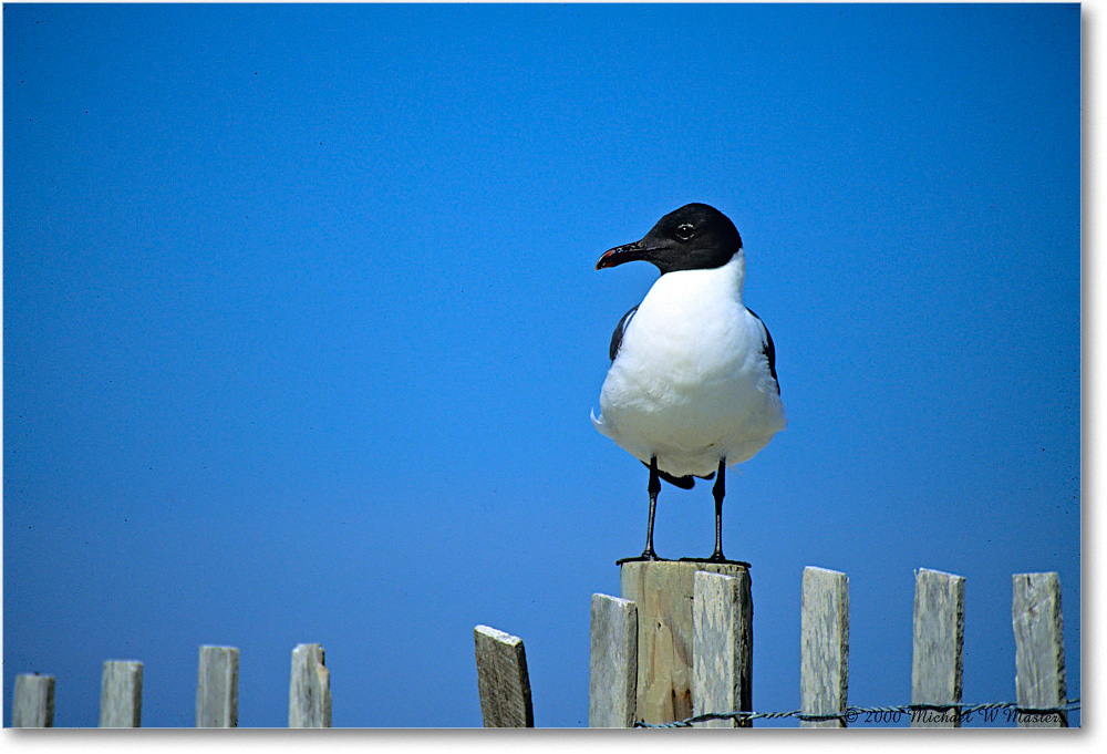 2000Jun_LaughingGull_Assateague_K18