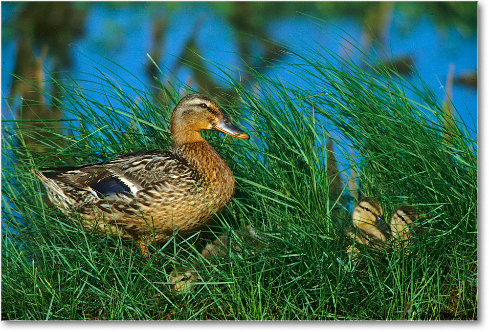 2000Jun_Mallard&Ducklings_ChincoNWR-WLL_K33