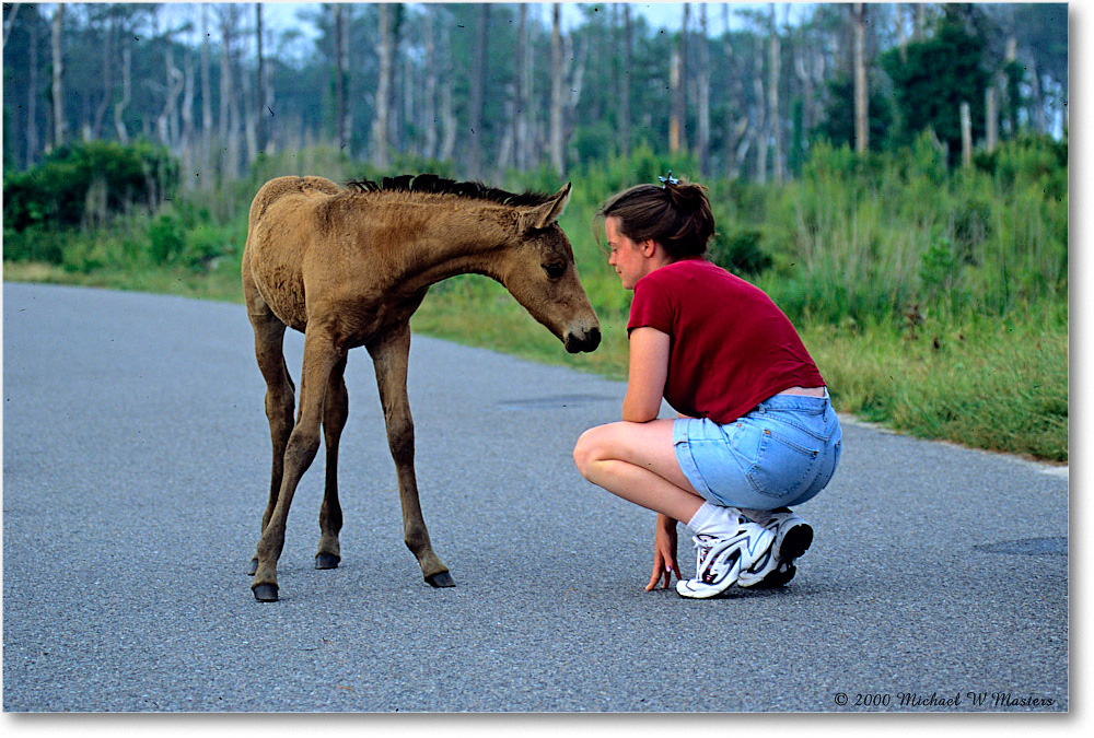 2000Jun_Pony&Admirer_ChincoNWR_K22