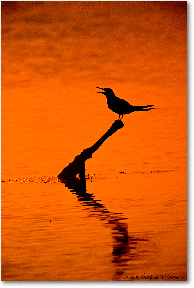 2000Jun_TernSilhouette_ChincoNWR-SwanCove_K20