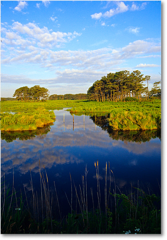 2000Nov_AssateagueOverlook_ChincoNWR_E13