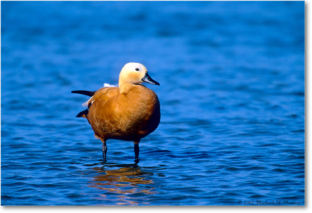 2001Jun_RuddyShelduck_ChincoNWR_F06