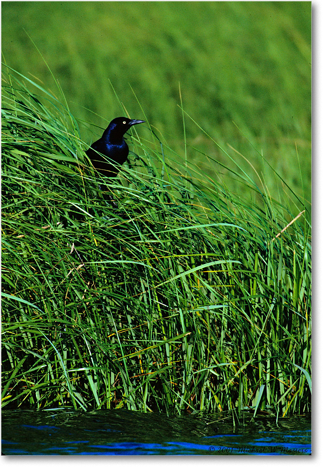 2001June_GrackleBoatTail_Assateague-LTC_V28