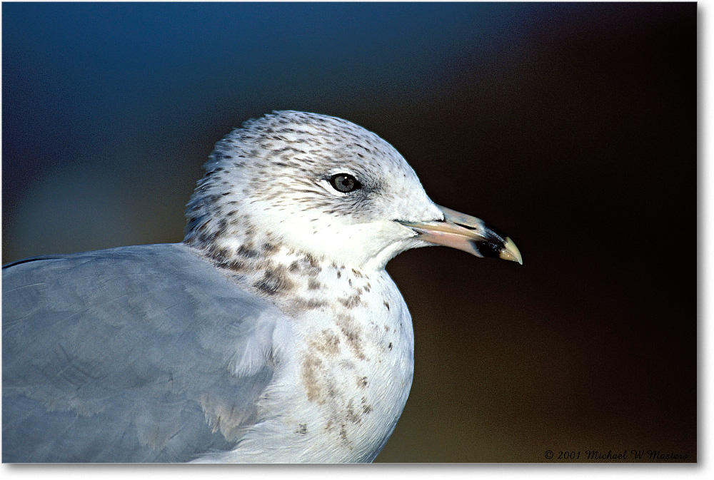 2001Oct_RingbillGull 002-26-p 0110 37V1 A5-800-0-0