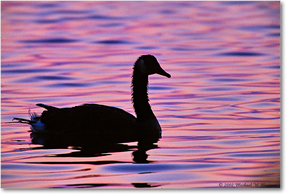 2002Jun_GooseSilhouette_ChincoNWR-SC_F22