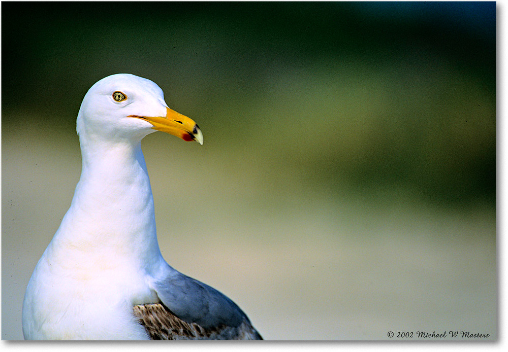 2002Jun_GreaterBlackBackGullJuv_Assateague_F26