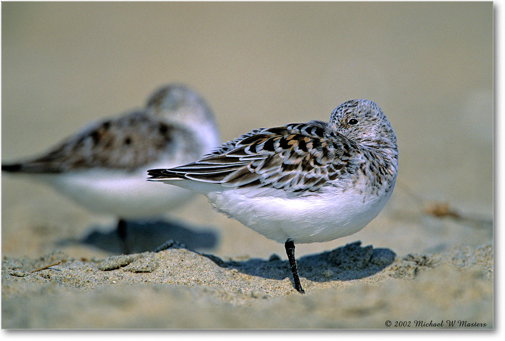 2002Jun_Sanderling Pair 001-26H-V1 0206 3-700 AE-56-p.67