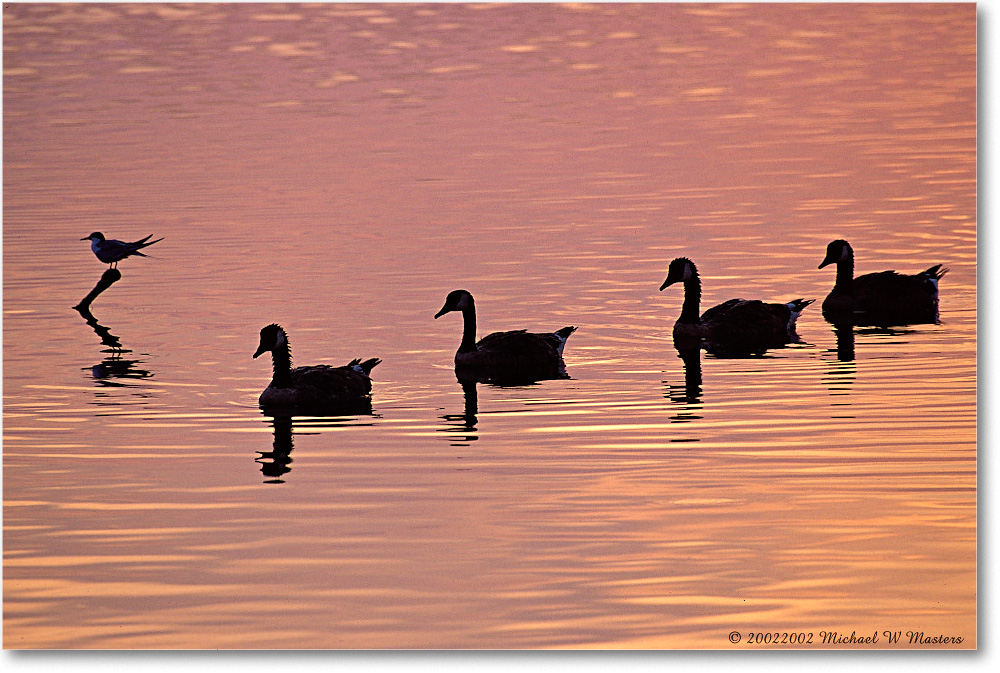 2002June_Goose Four Silhouette  011-33H 0206 3-1200-P2 AE-8-xxx-p1