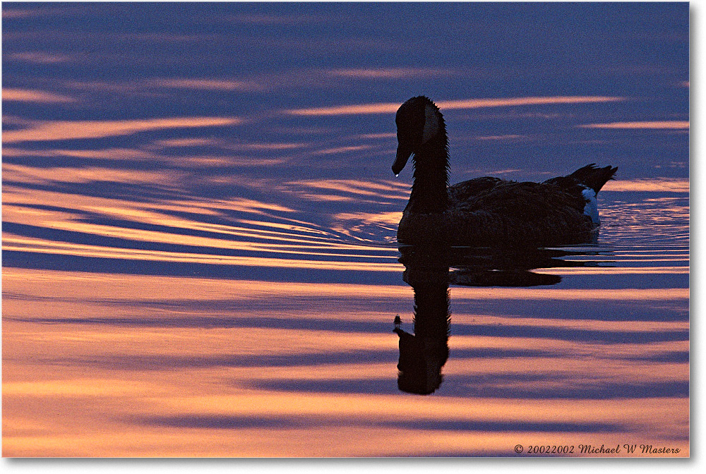 2002June_Goose Silhouette 002-21H 0206 3-1200-P2 AE-8-xxx-p1