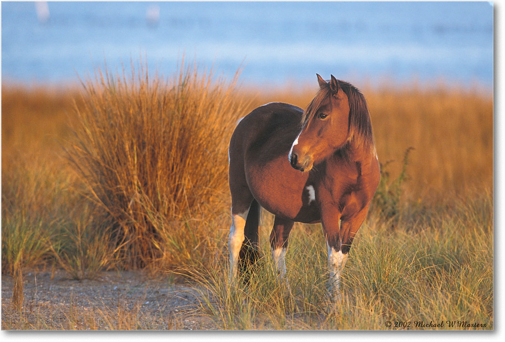 2002Nov_Pony at Dawn 012-23H 02-11