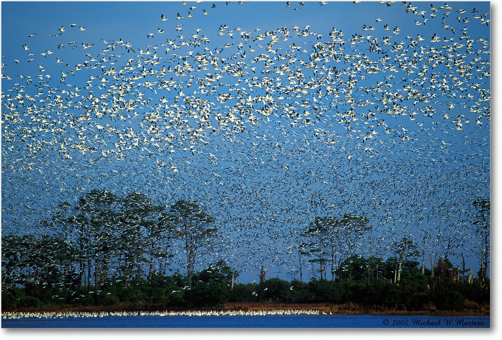 2002Nov_Snow Geese Blastoff 005-28H 02-11