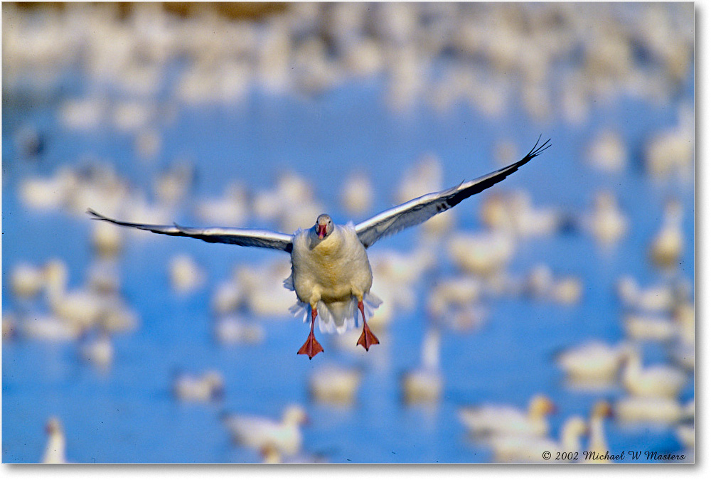 2002Nov_SnowGeese_ChincoNWR-WLL_F22