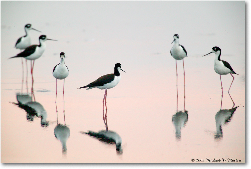 2003Jun_Black Neck Stilts_ChincoNWR_1FFT0771