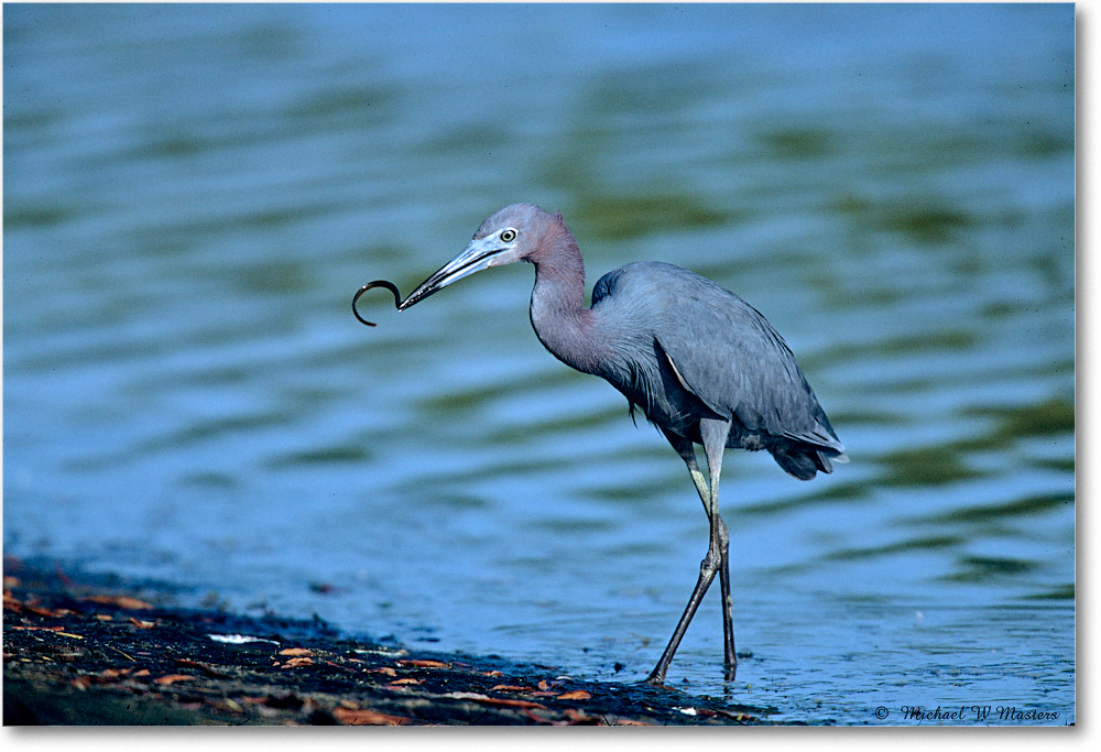 2003Jun_LittleBlueHeron&Eel_ChincoNWR_F25