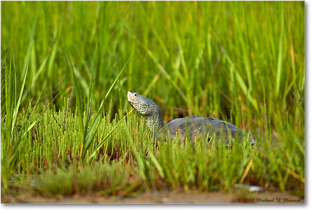 2003Jun_NorthernDiamondback_ChincoNWR_1FFT2089