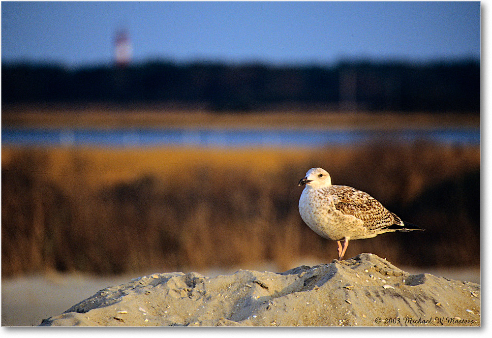 2003Oct_HerringGullJuv&Lighthouse_Assateague_F06