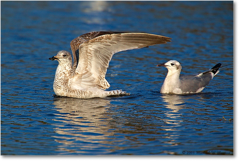 2003Oct_RingbillLaughingGulls_ChincoNWR_1FFT2583