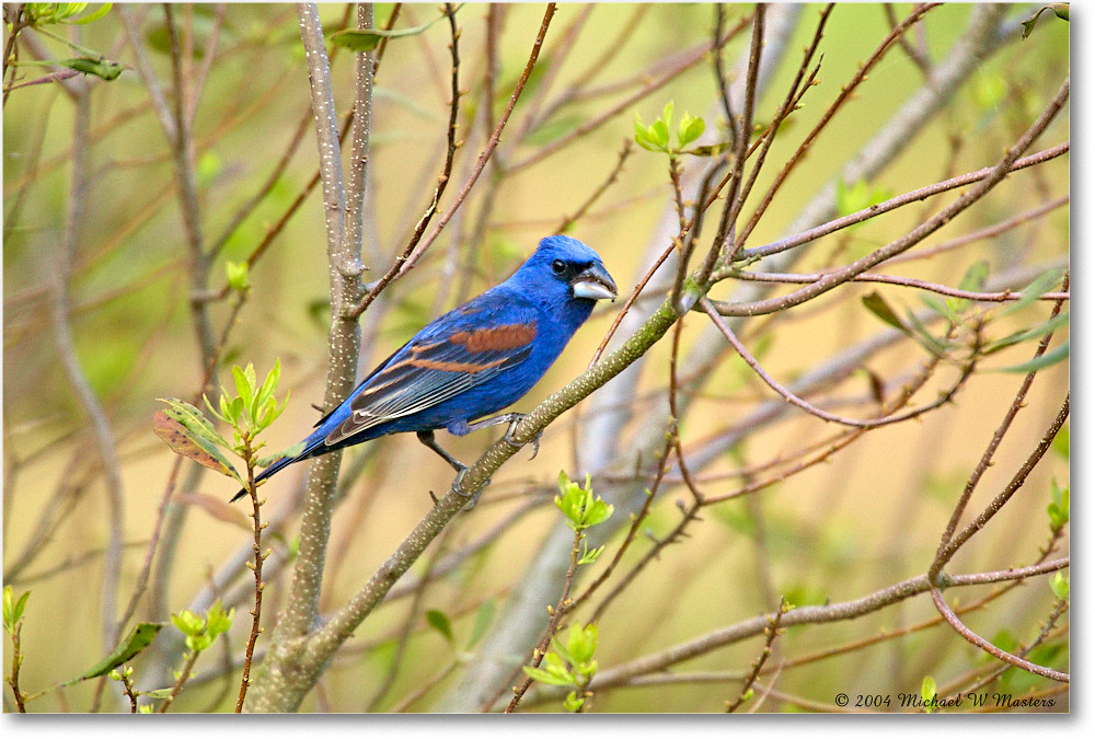 2004May_BlueGrosbeak_ChincoNWR_1FFT4530