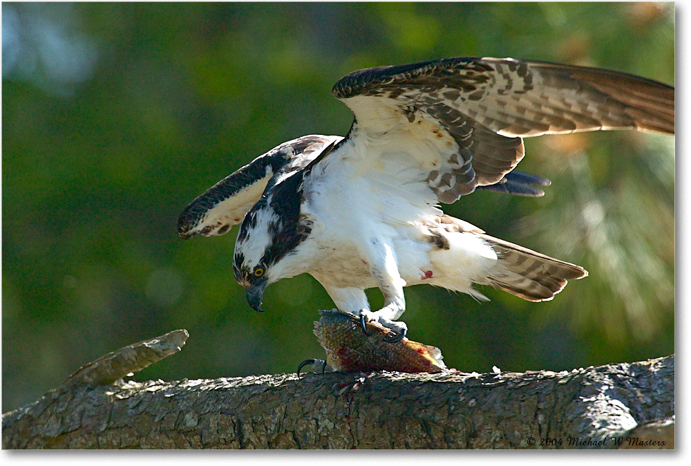 2004May_Osprey&Fish_ChincoNWR_1FFT4501