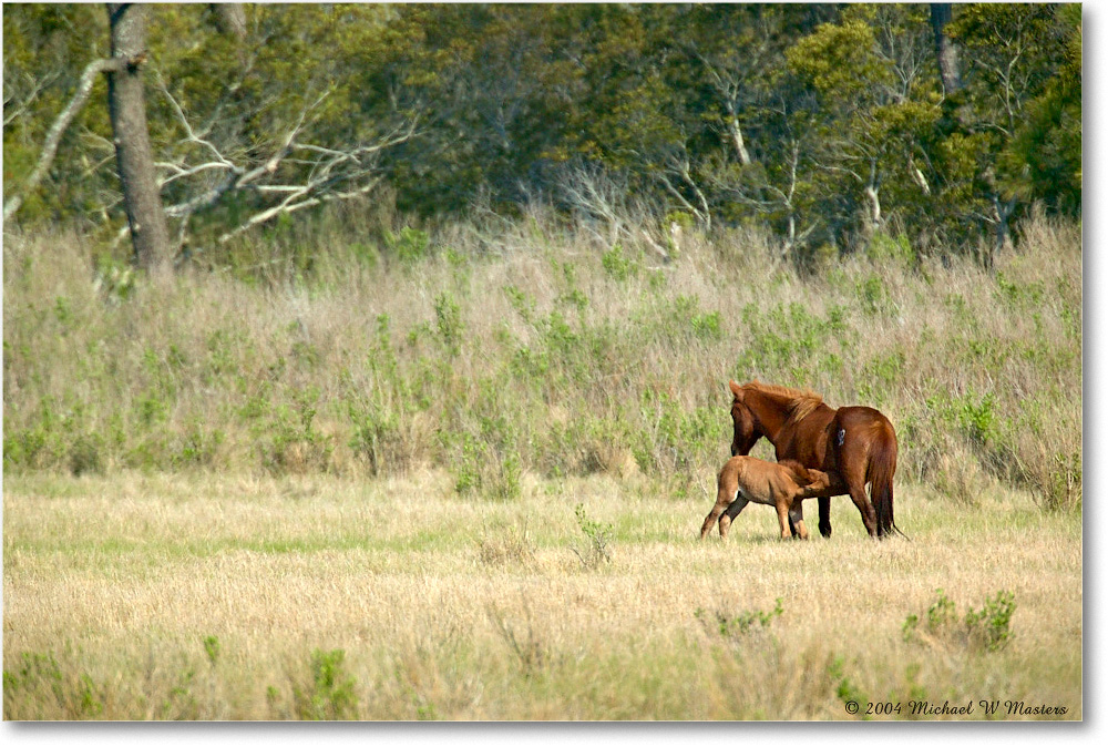 2004May_Ponies_ChincoNWR_1FFT4671